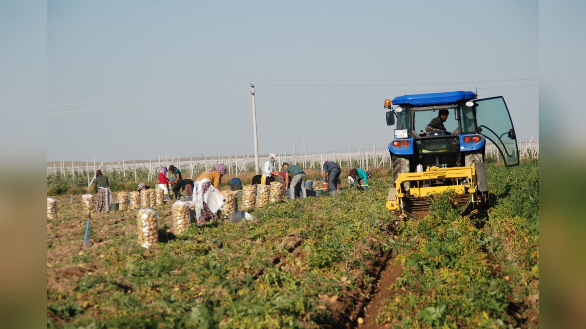 Niğde'de yazlık patates hasadı başladı: Kilosu 10-12 TL