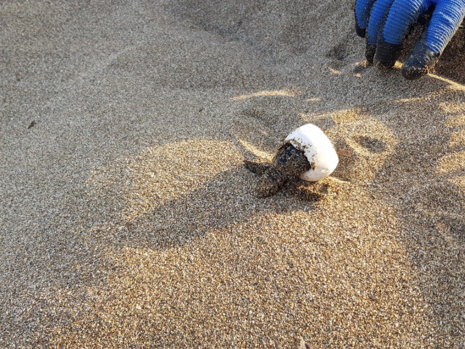 Antalya’da yavru caretta carettaların denizle buluşması için nöbet tutuluyor