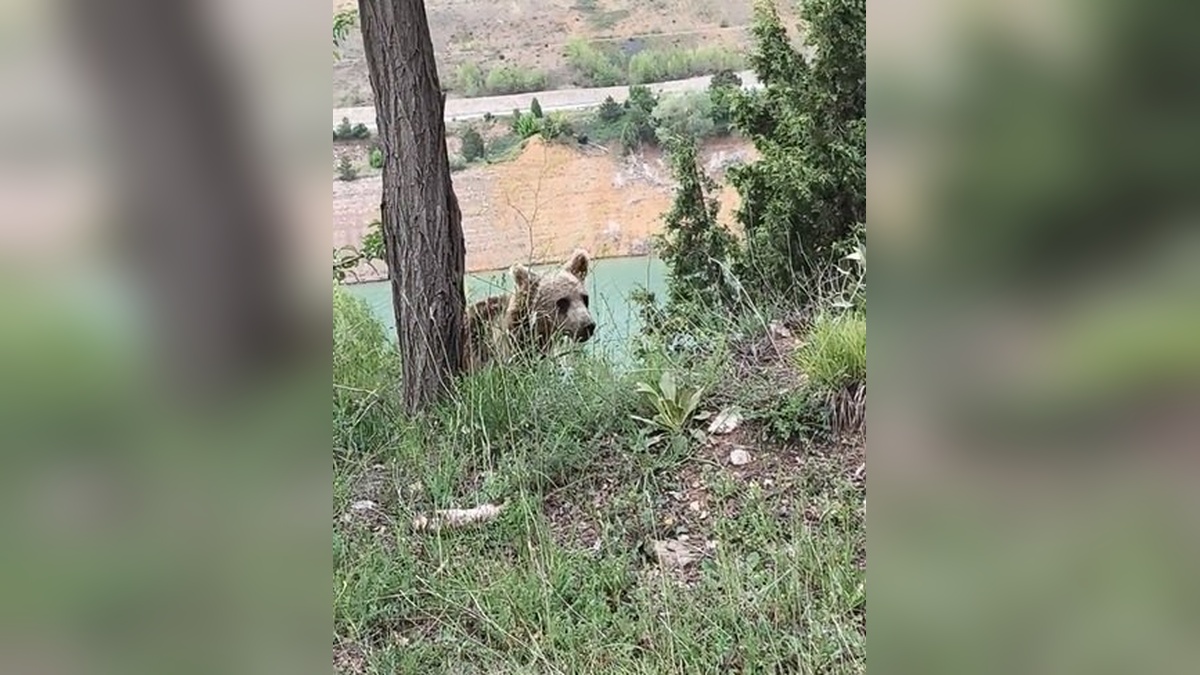 Sivas'ta yavru ayı cep telefonuyla görüntülendi