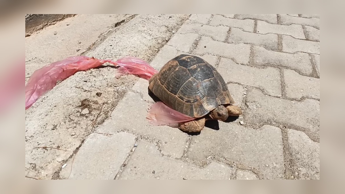 Aydın'da kaplumbağa naylon poşete yakalandı