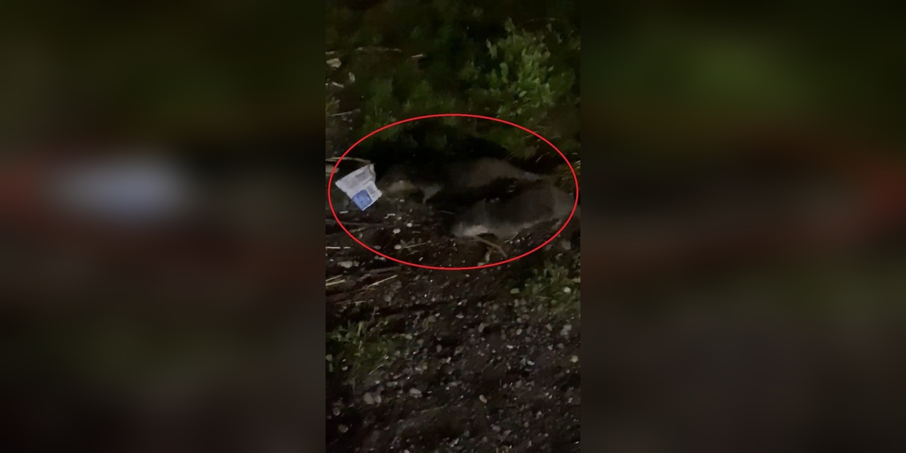 Diyarbakır'da su samurları çöplerde yiyecek arıyor: Uzman, 'Suları temiz tutmalıyız' dedi