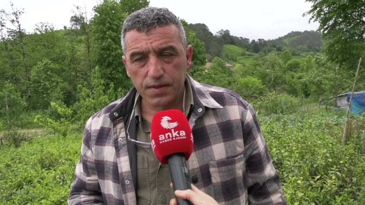 Rize'de çay üreticileri destekleme ücretinin yeniden getirilmesini istiyor