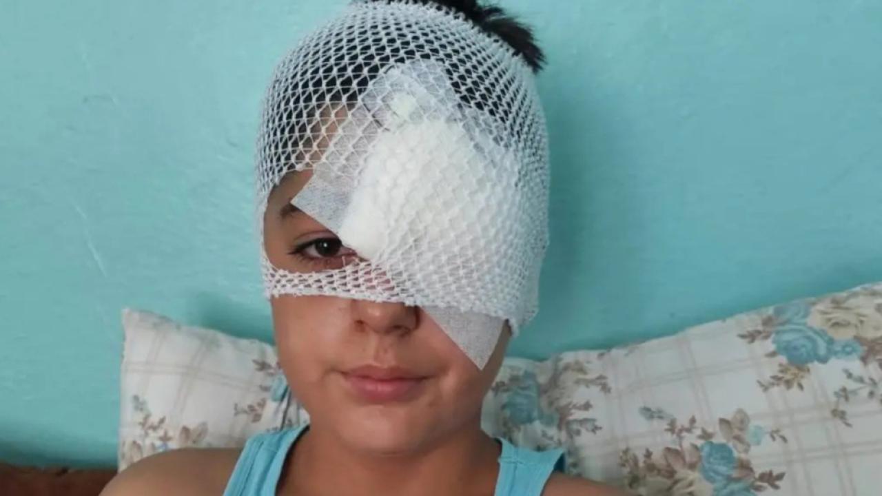kopek-iha-2384791.jpg