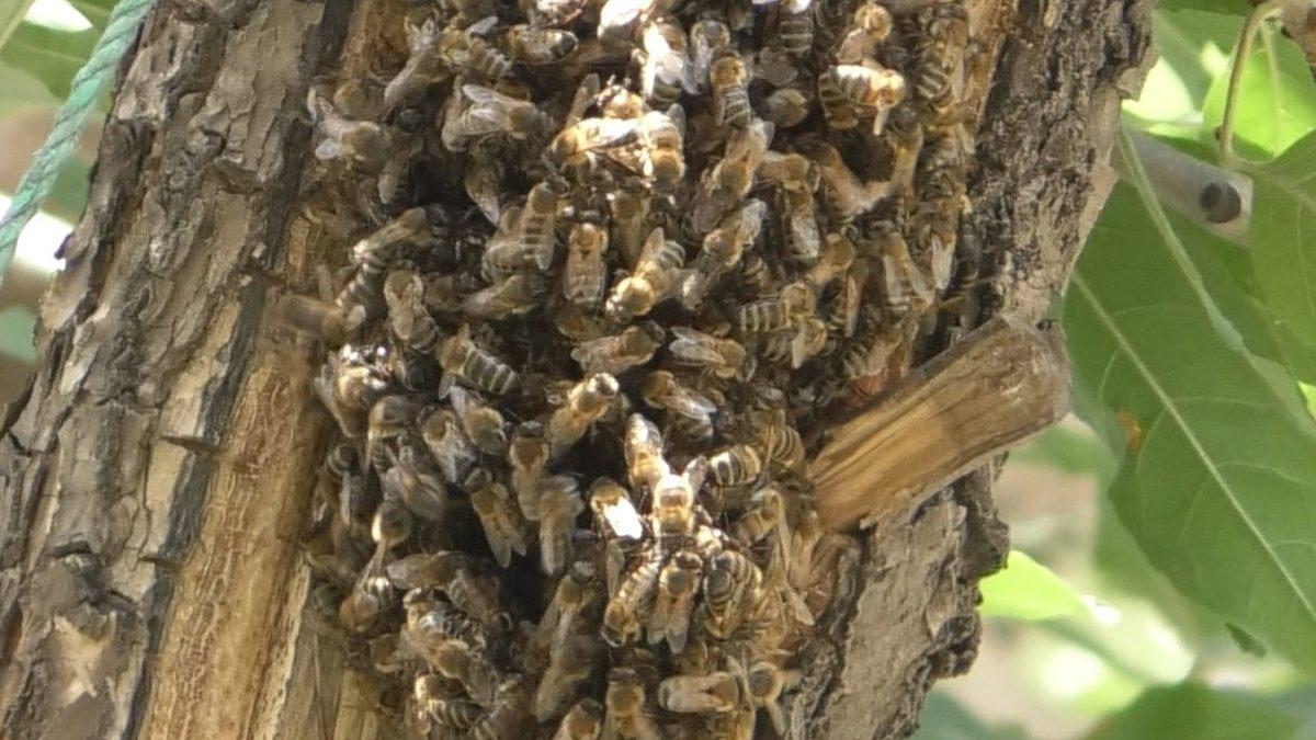 Endişelendiren manzara! Şehri istila ettiler: Yüzlercesi bir arada - Mynet Yaşam